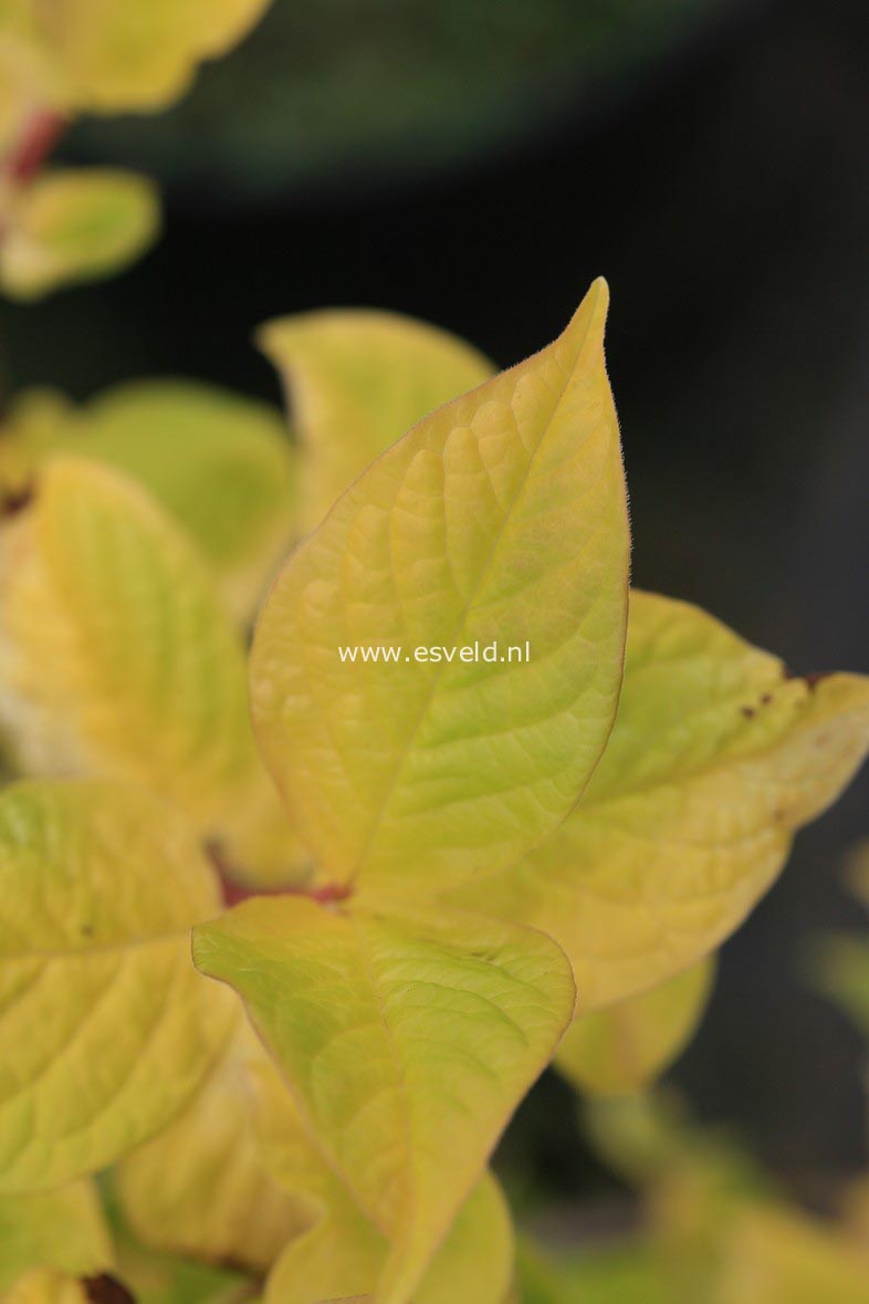 Syringa villosa 'Aurea'