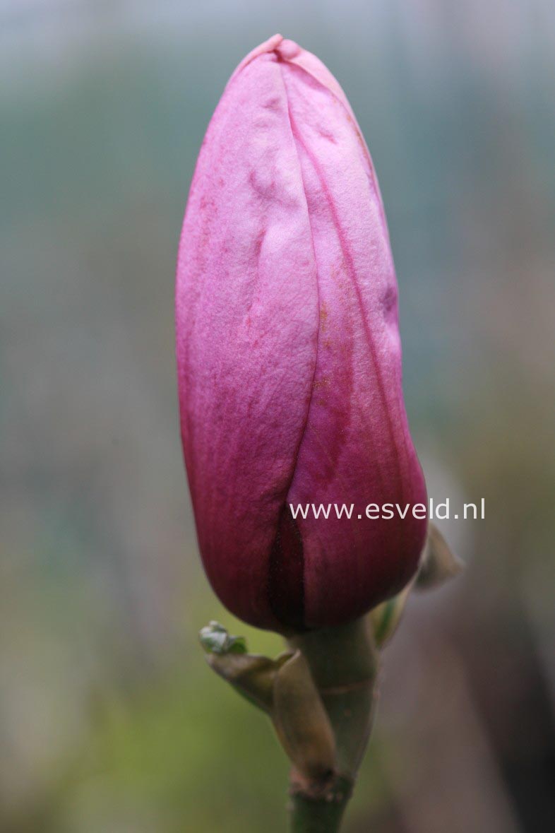 Magnolia 'Apollo'