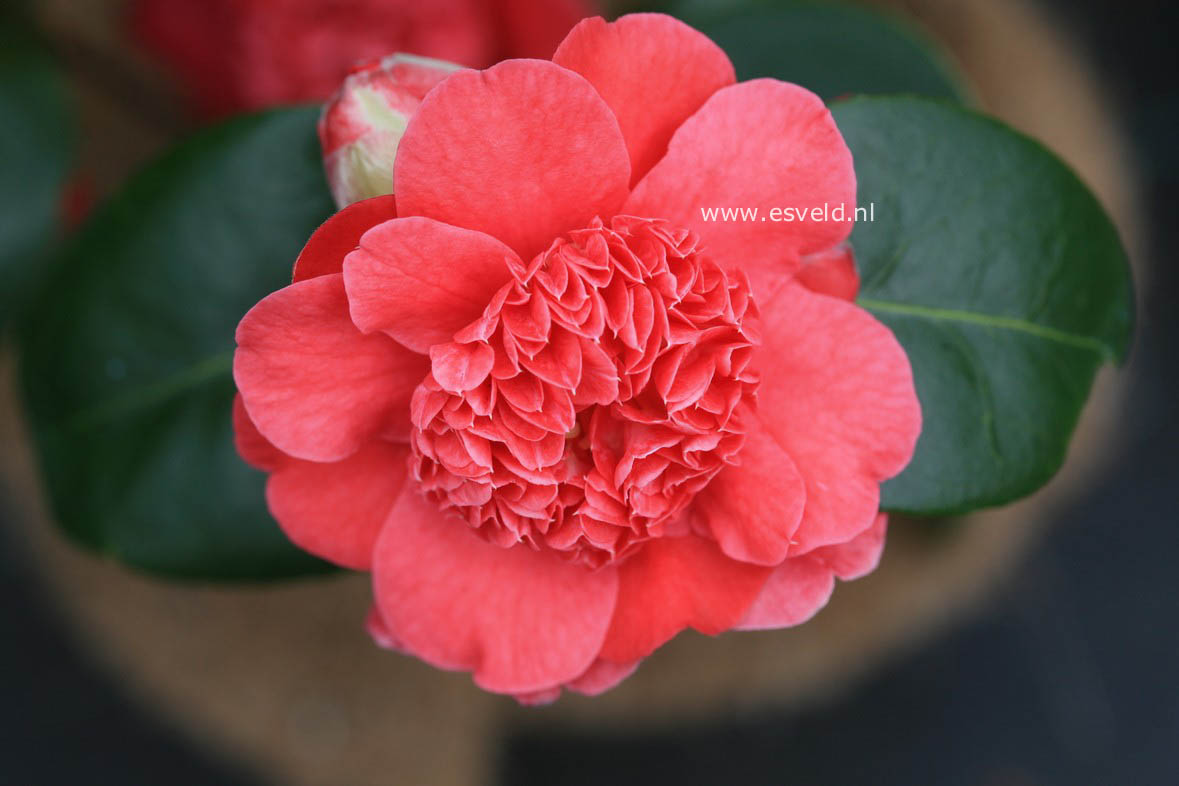 Buxus henryi