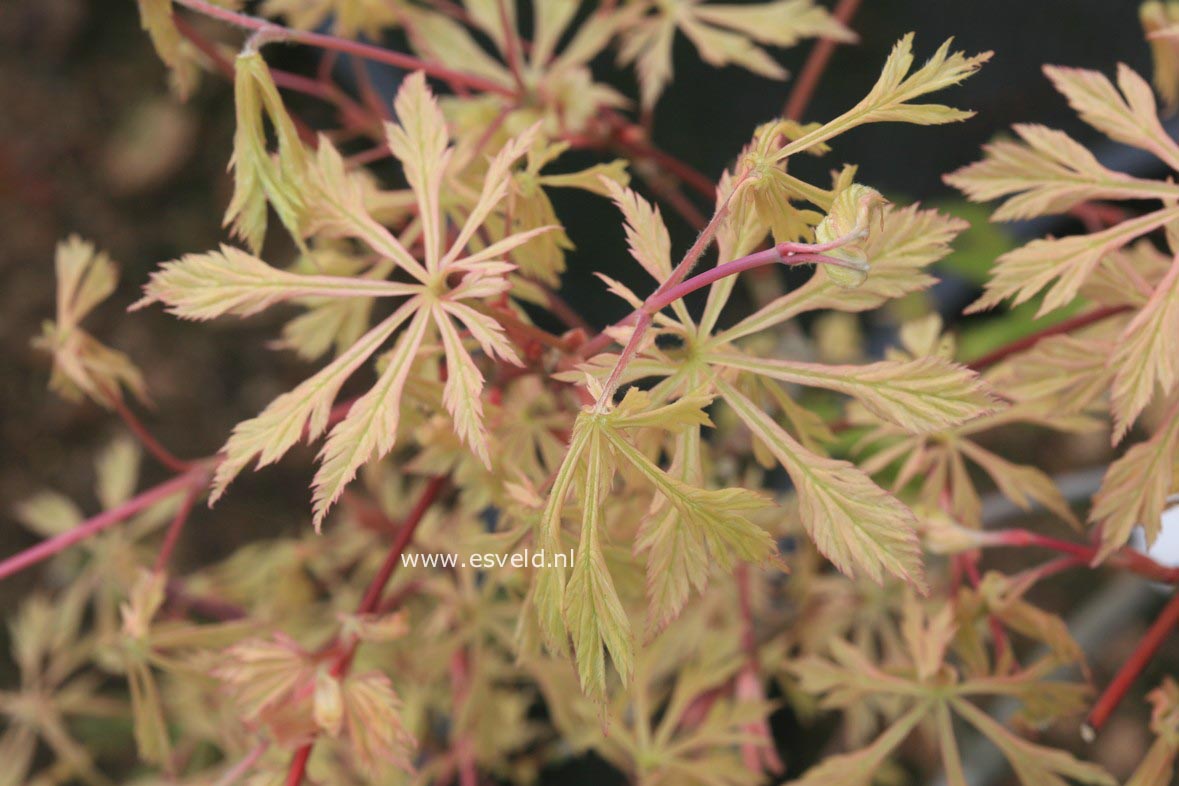 Acer japonicum 'Kujaku nishiki'