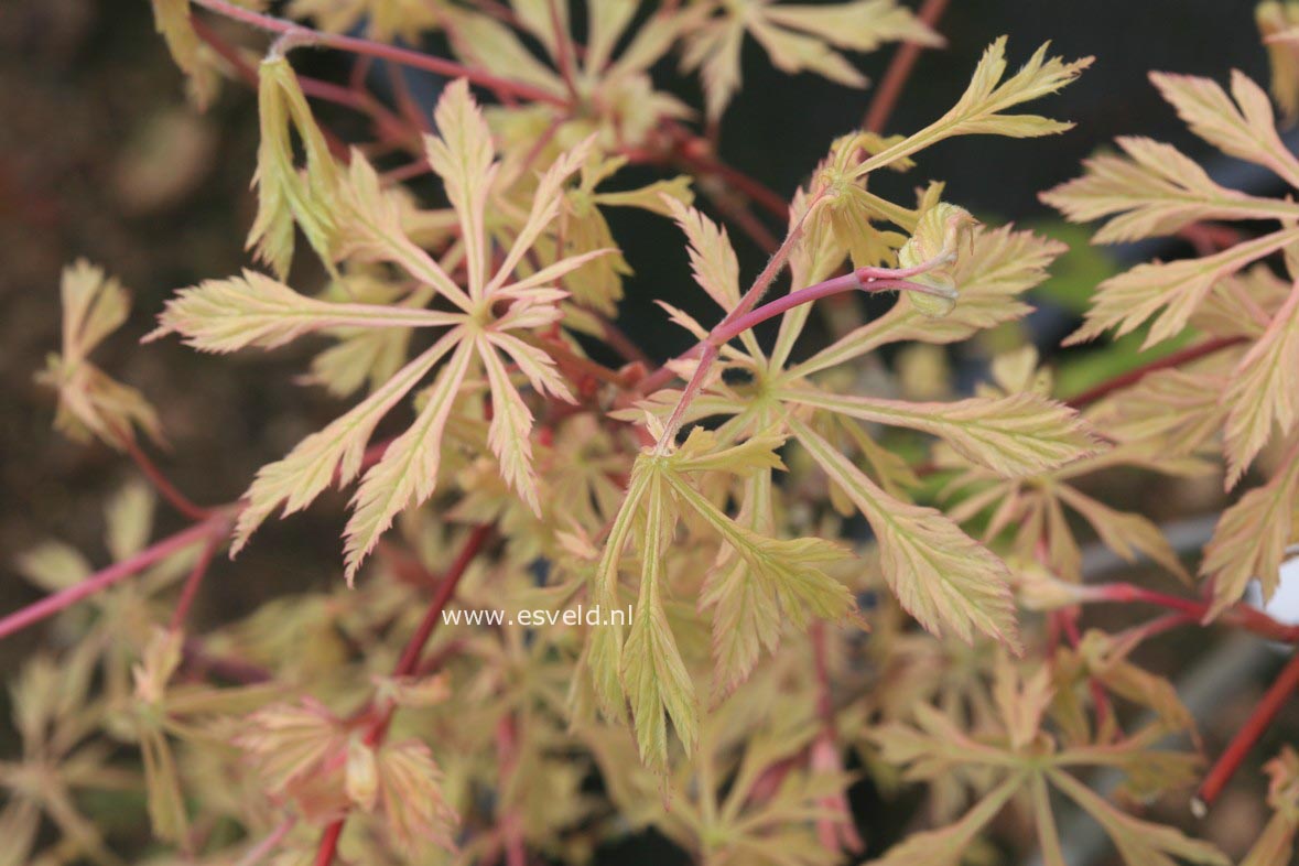 Acer japonicum 'Kujaku nishiki'