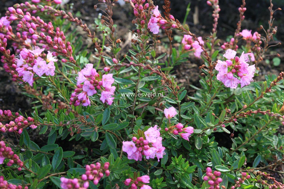 Phylliopsis hillieri 'Pinocchio'