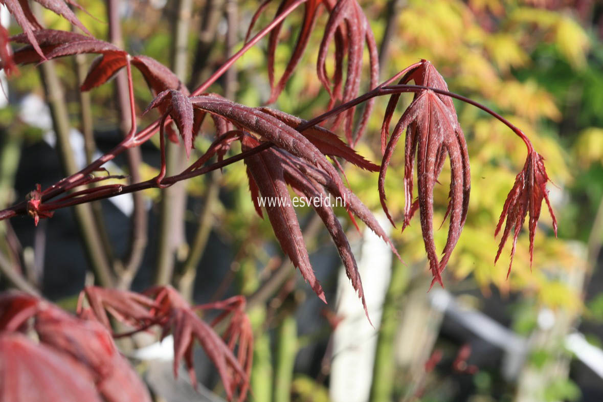 Acer palmatum 'Marjan'