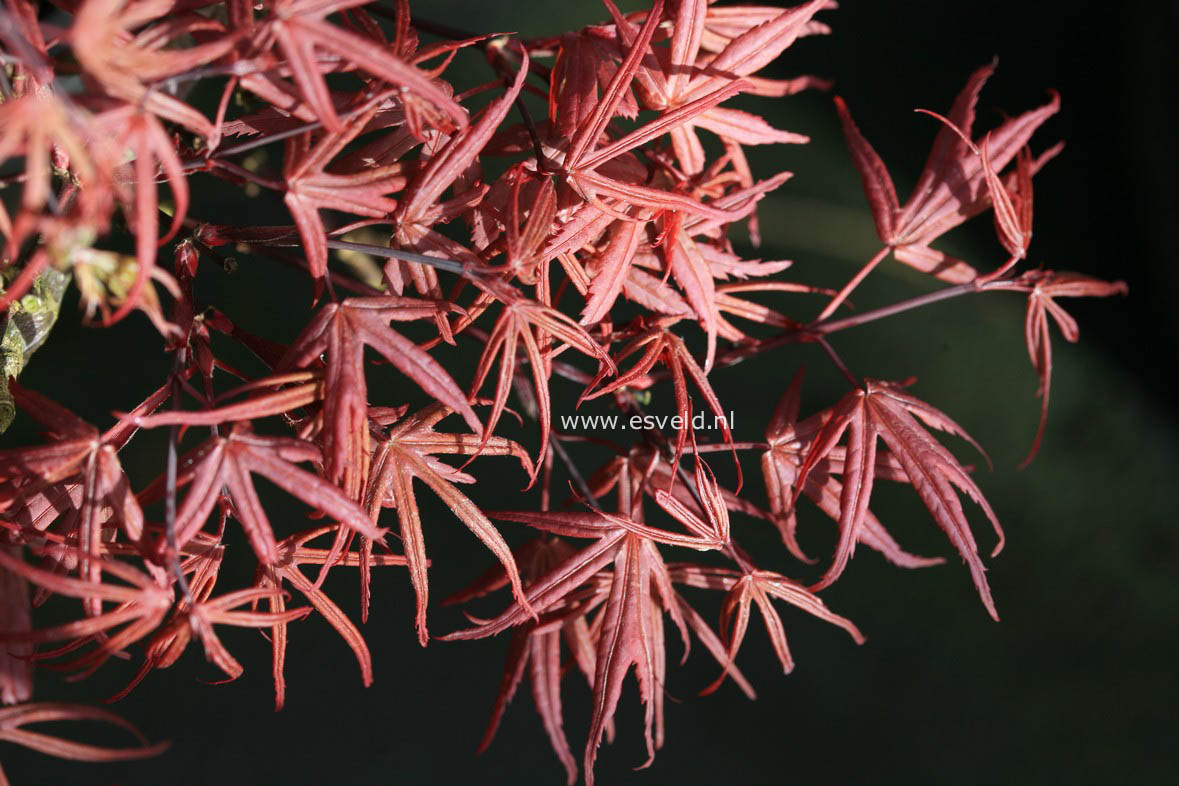 Acer palmatum 'Dr. Tilt'