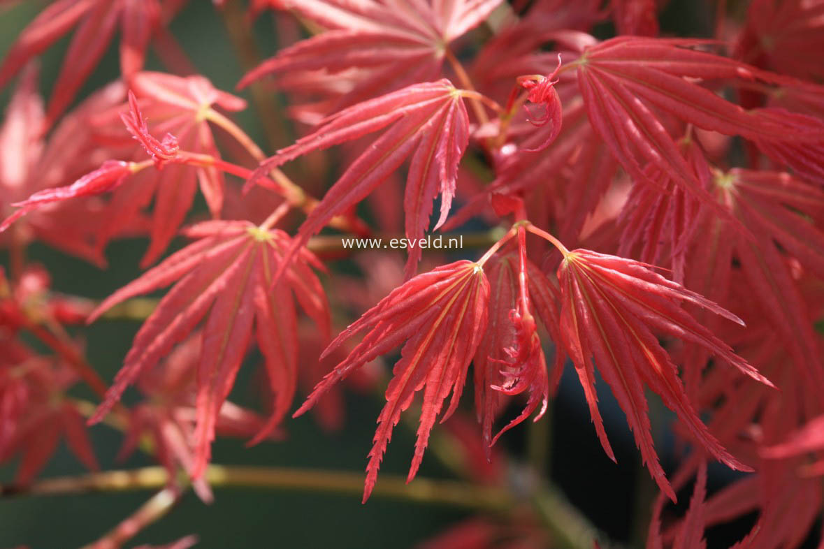 Acer palmatum 'Phoenix'