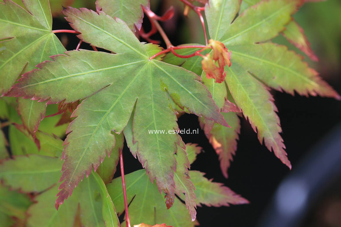 Acer palmatum 'Kiyo hime'