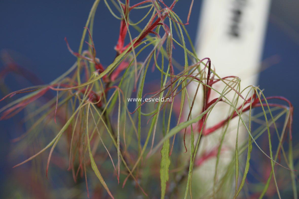 Acer palmatum 'Fairy Hair'