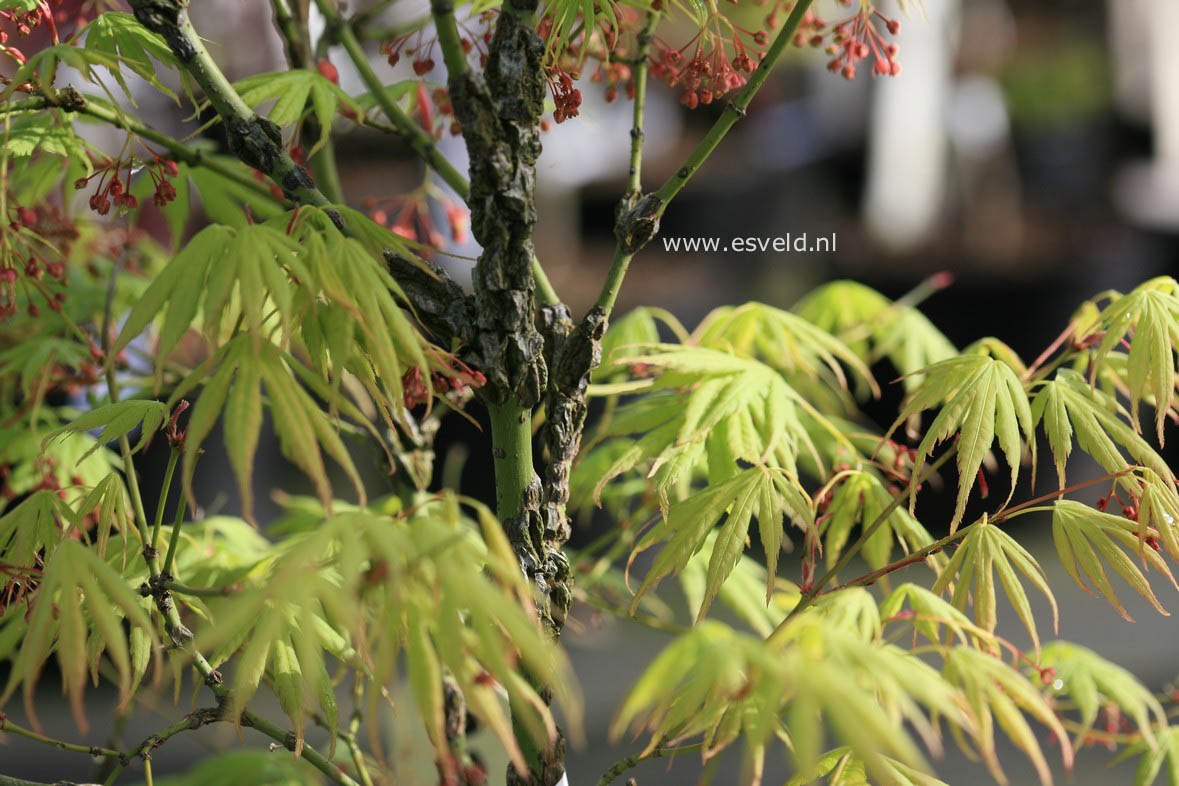 Acer japonicum 'Aconitifolium'