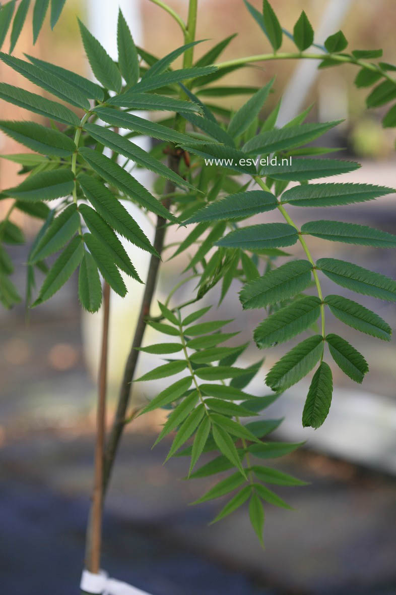Sorbus 'Dodong'