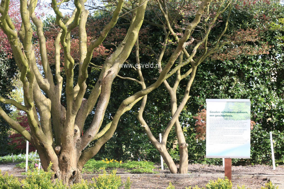 Acer shirasawanum 'Aureum'