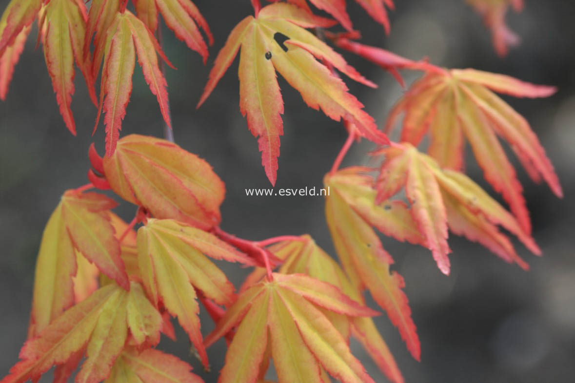 Acer palmatum 'Sode nishiki'