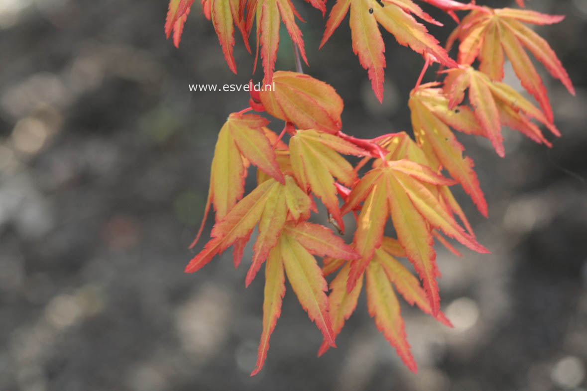 Acer palmatum 'Sode nishiki'