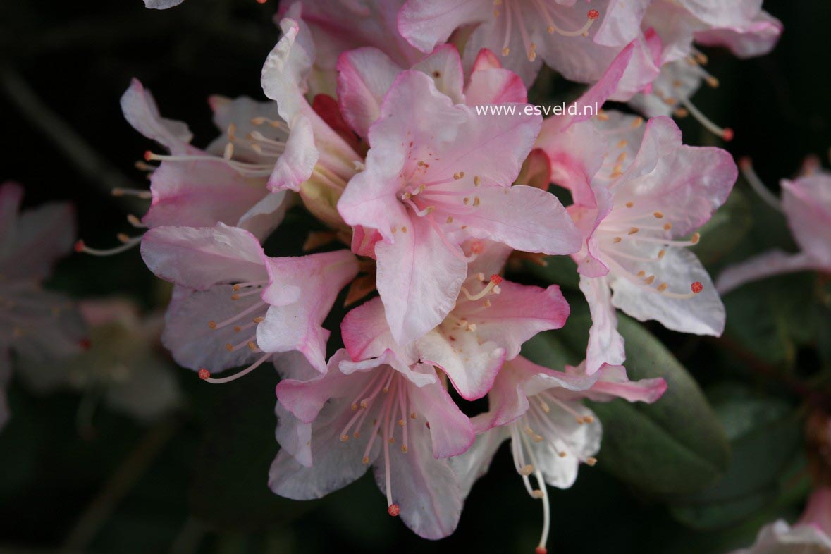 Rhododendron 'Christa Reich'