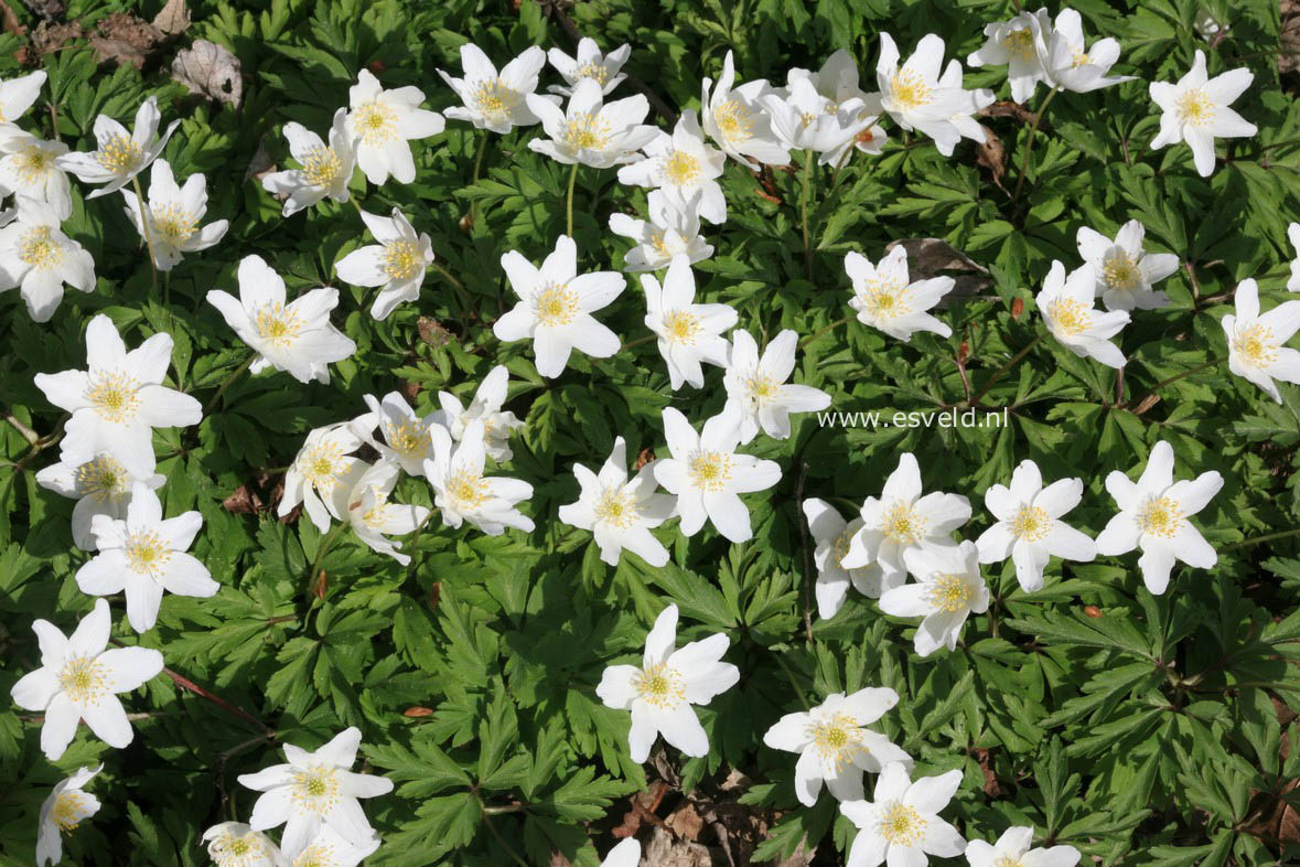 Anemone nemorosa