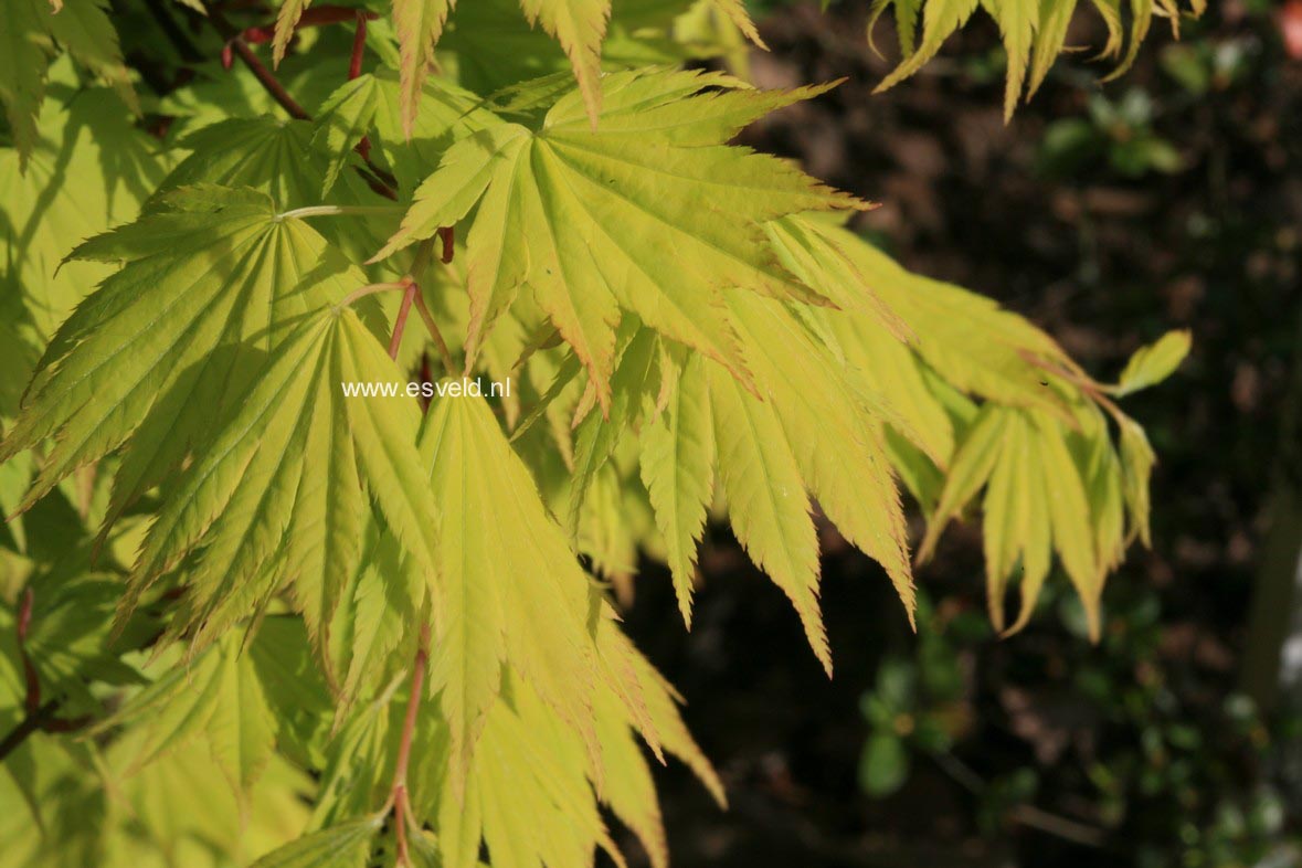 Acer shirasawanum 'Jordan'