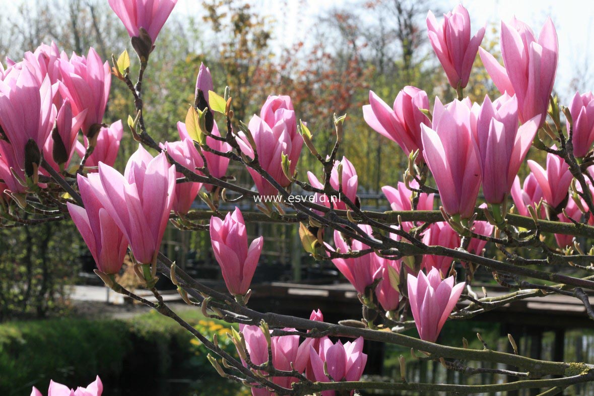 Magnolia 'Heaven Scent'