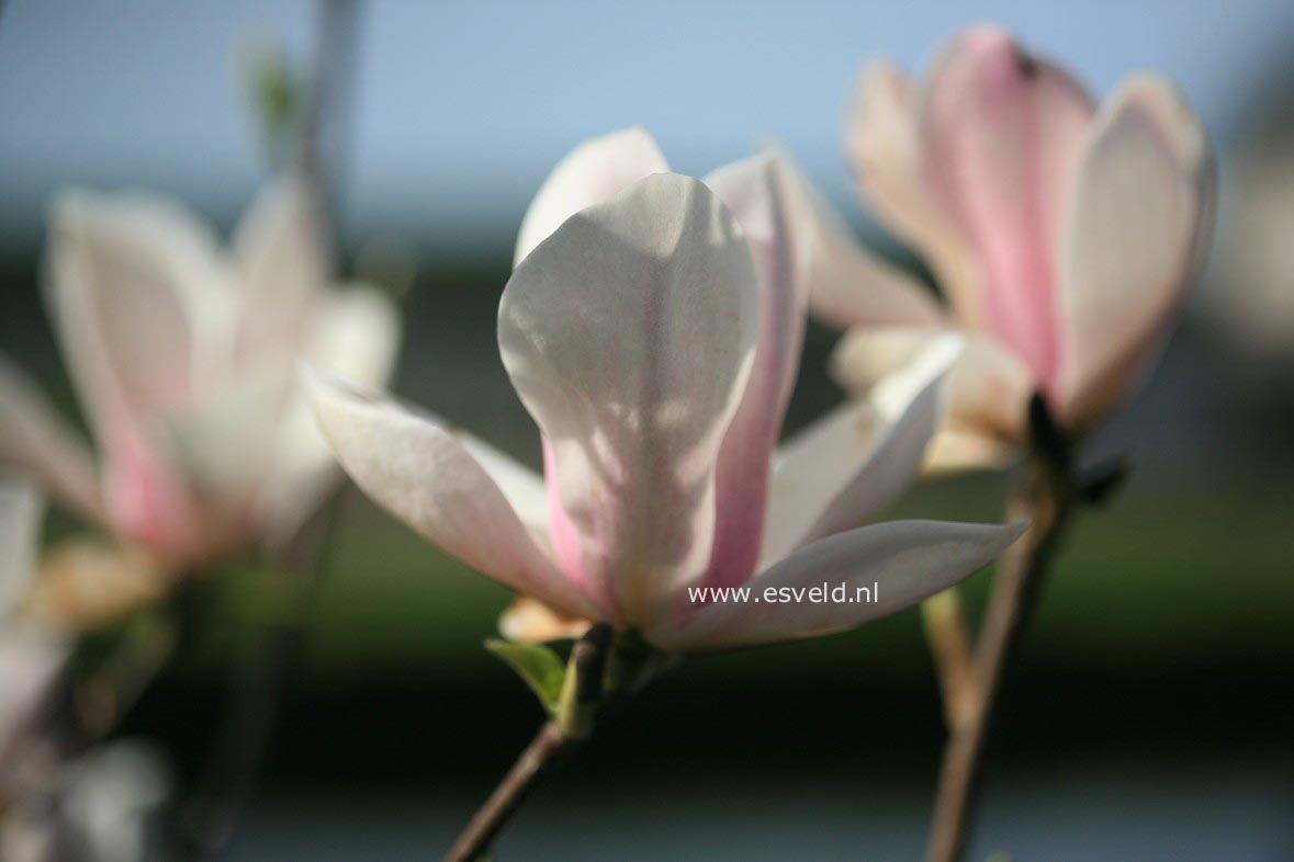 Magnolia 'Rouged Alabaster'