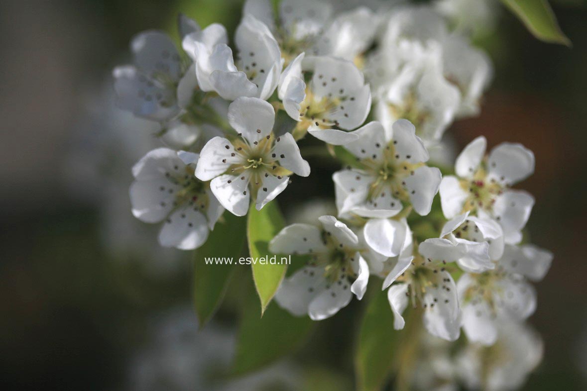 Pyrus communis 'Conference'