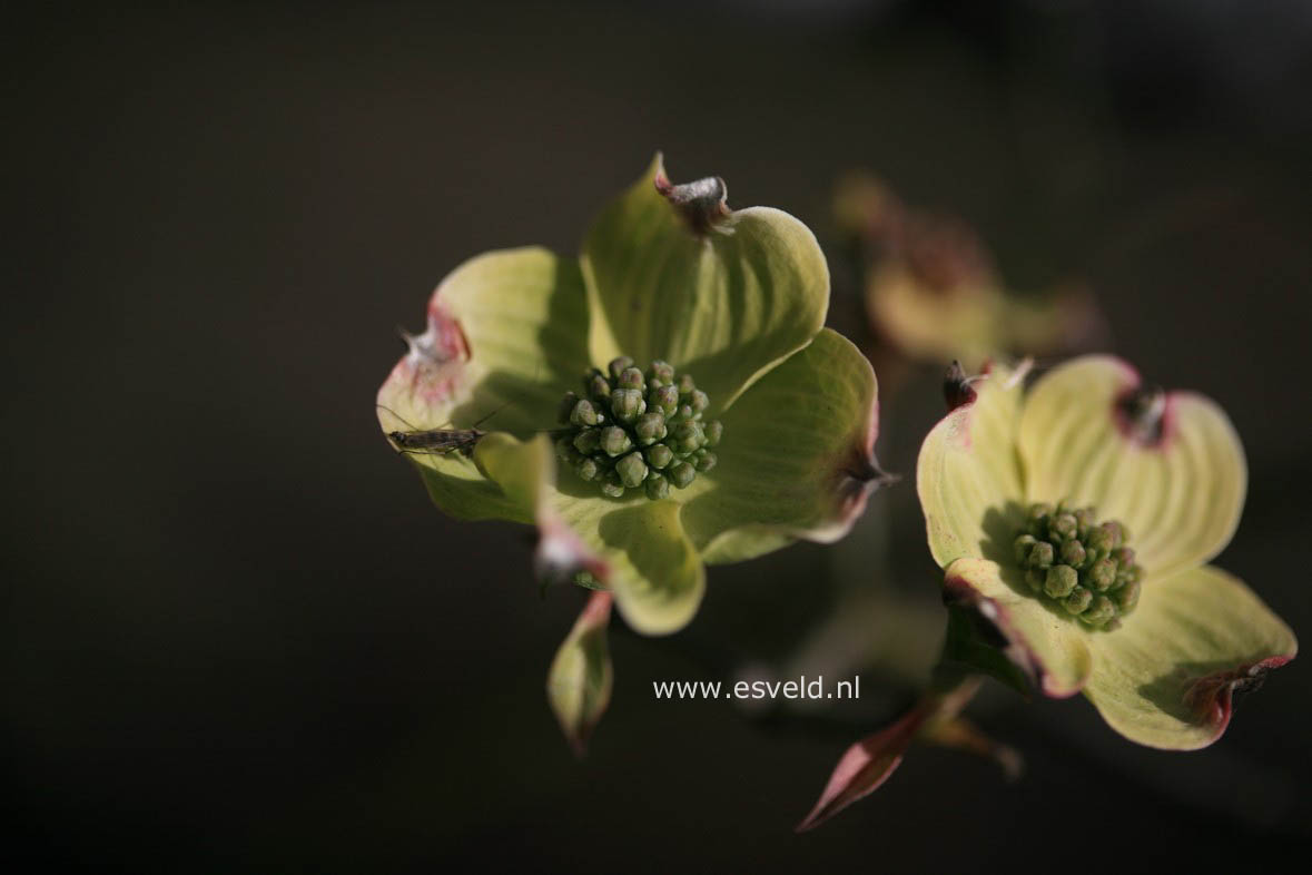 Cornus florida