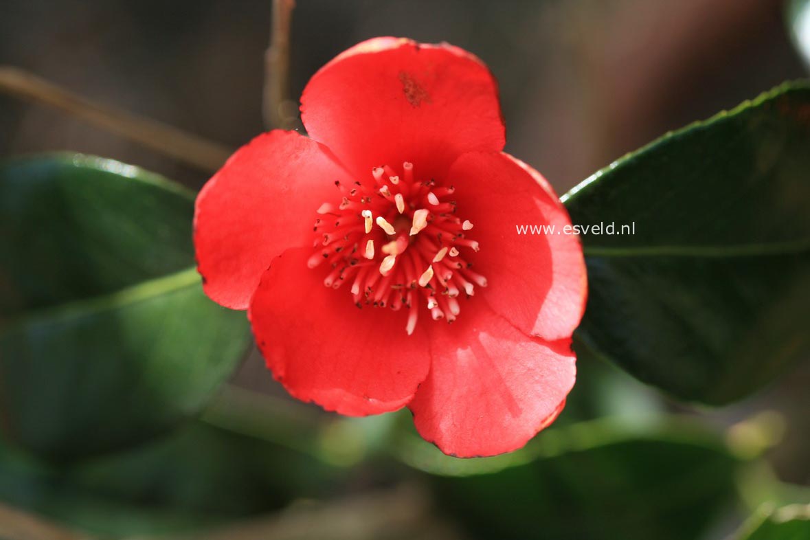 Camellia japonica 'Kimberley'