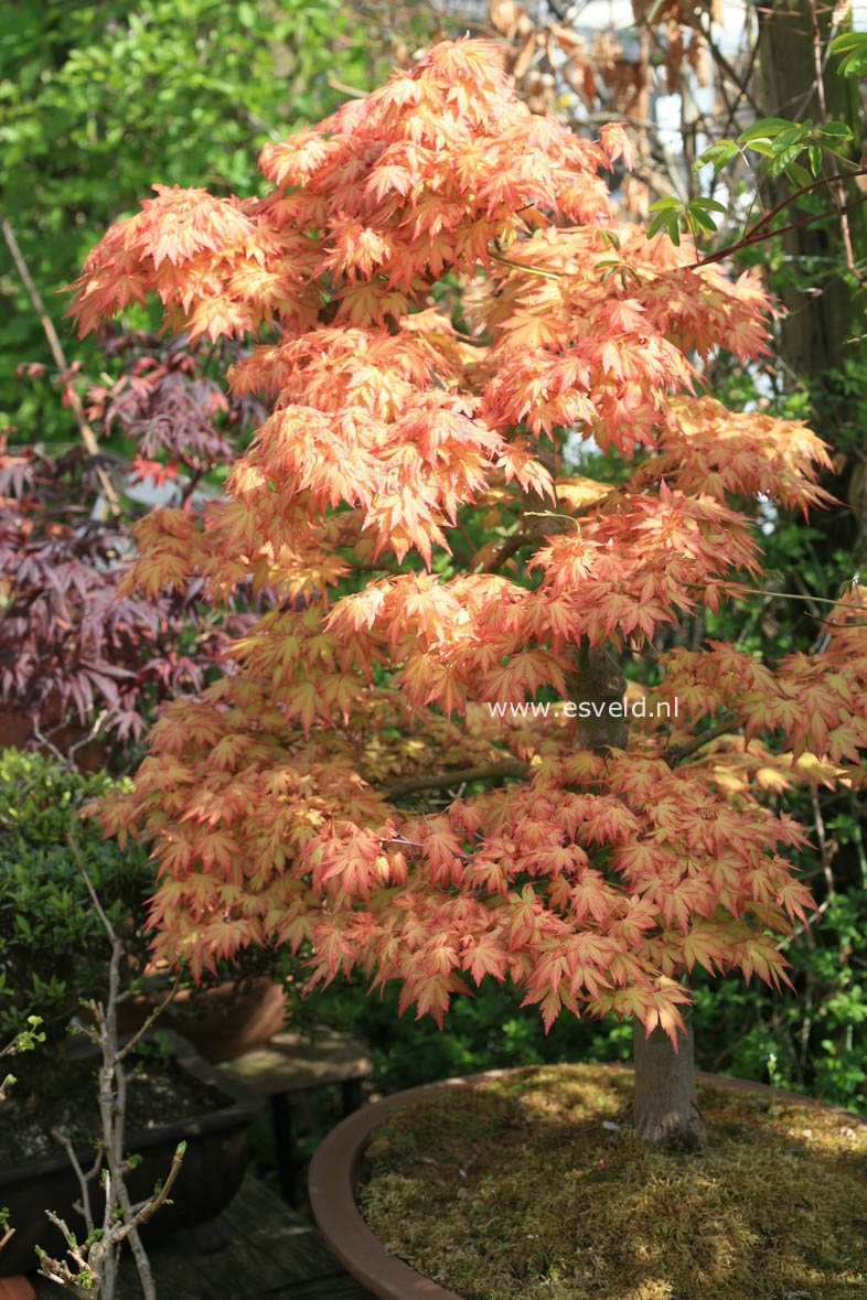 Acer palmatum 'Orange Dream'