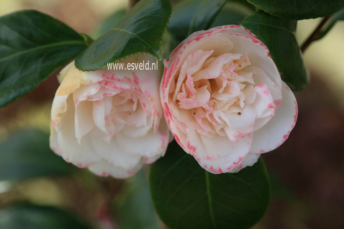 Camellia japonica 'Margaret Davis'