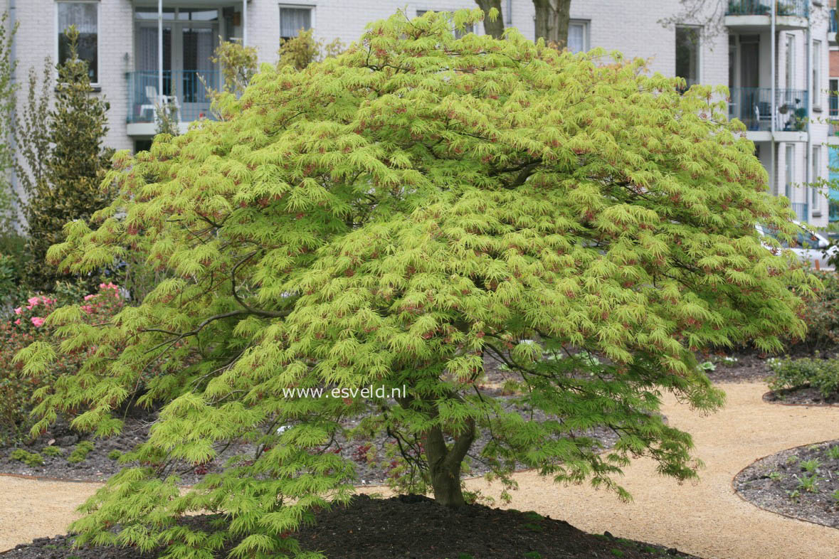 Acer palmatum 'Dissectum'