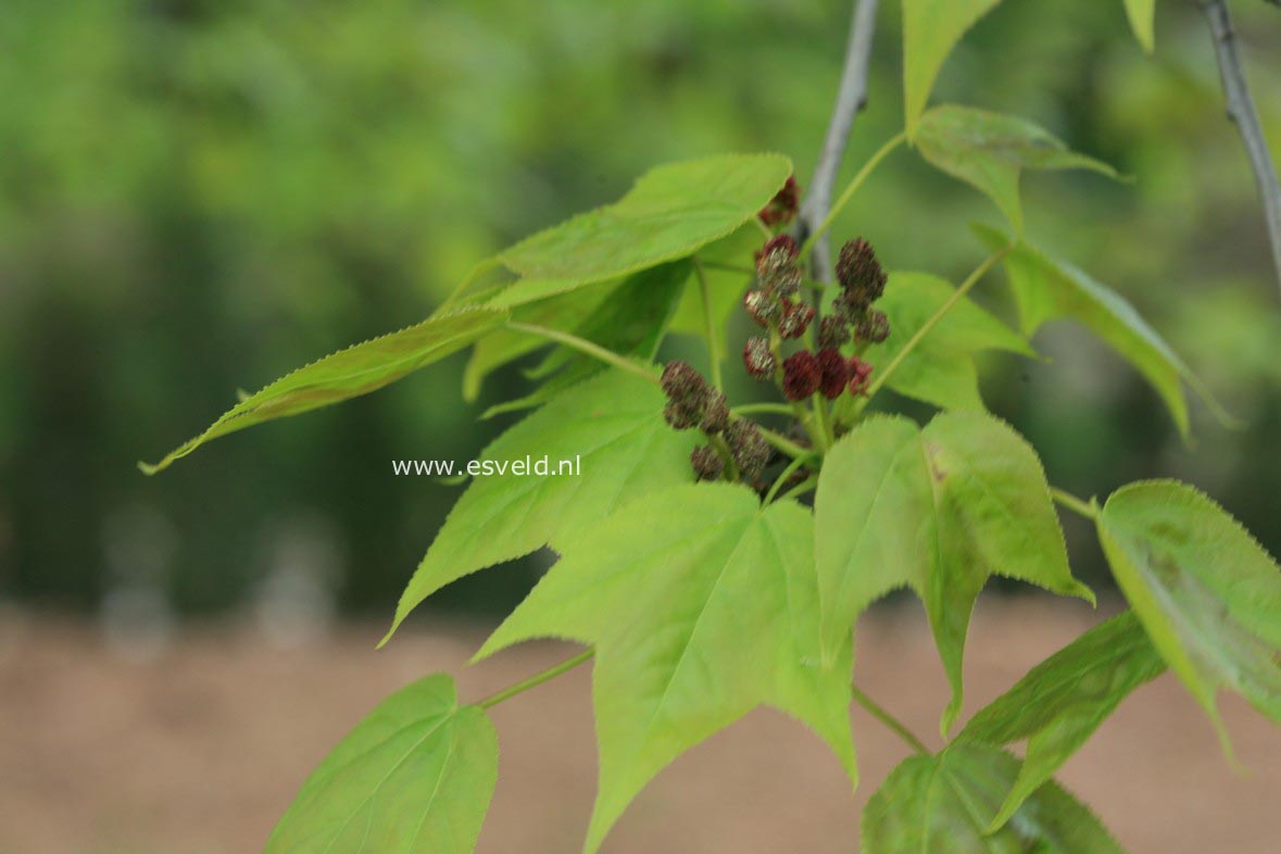 Liquidambar formosana monticola