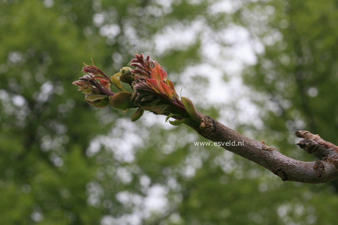 Gymnocladus dioica