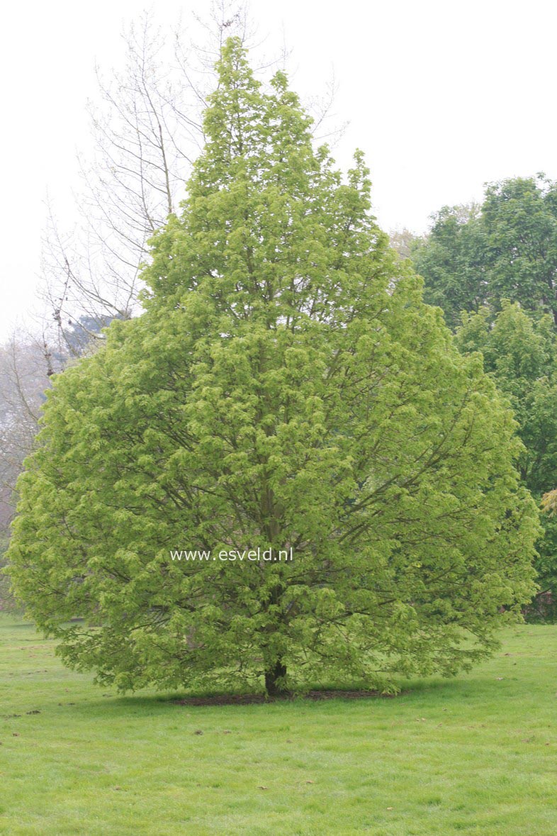 Tilia platyphyllos 'Laciniata'