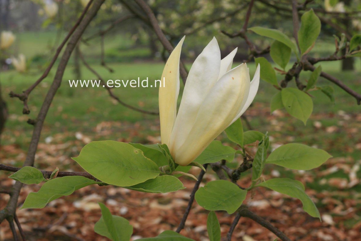 Magnolia 'Limelight'