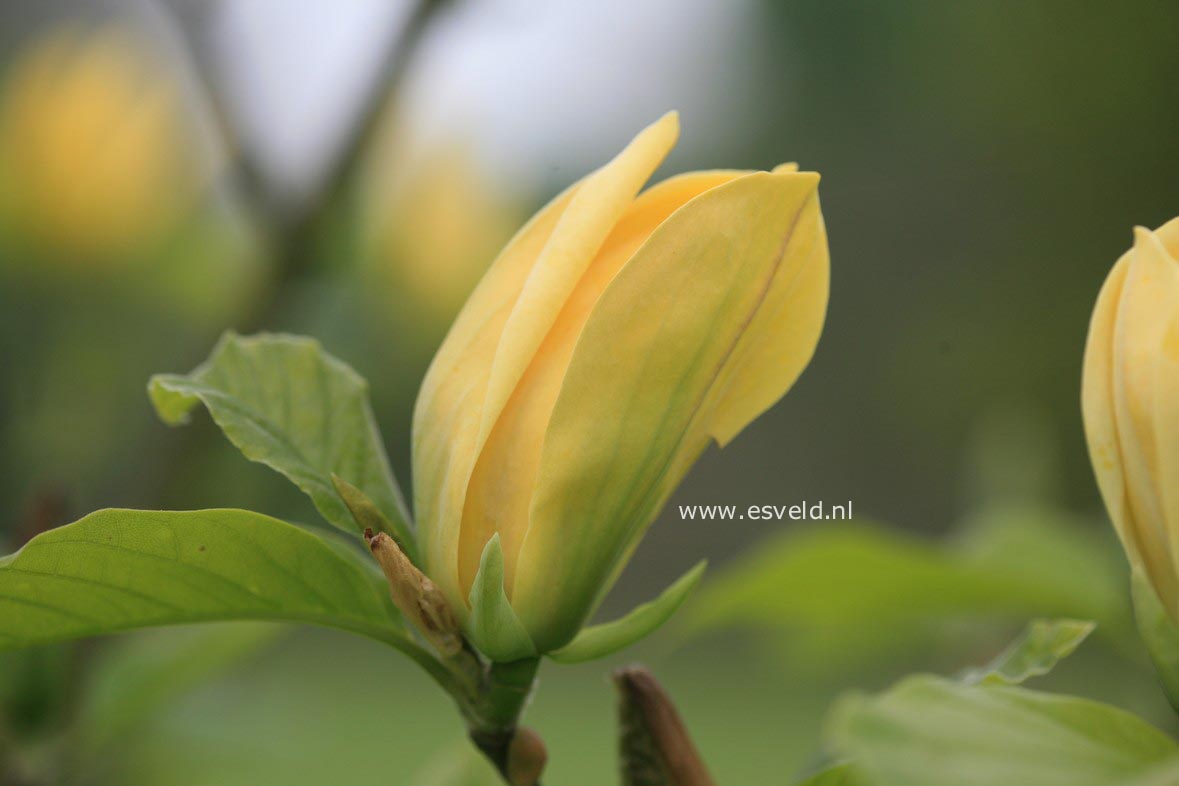 Magnolia 'Ultimate Yellow'