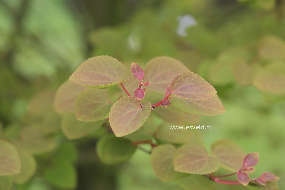 Cercidiphyllum japonicum 'Heronswood Globe'