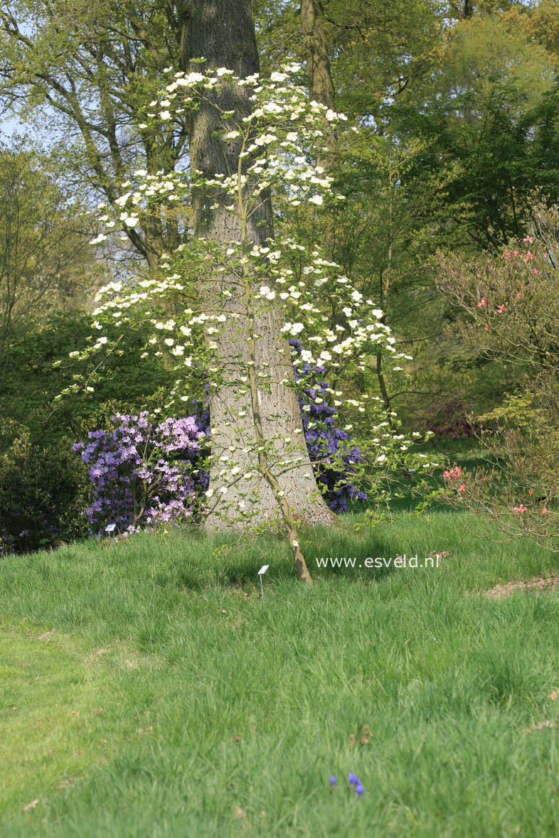 Cercidiphyllum japonicum 'Peach'