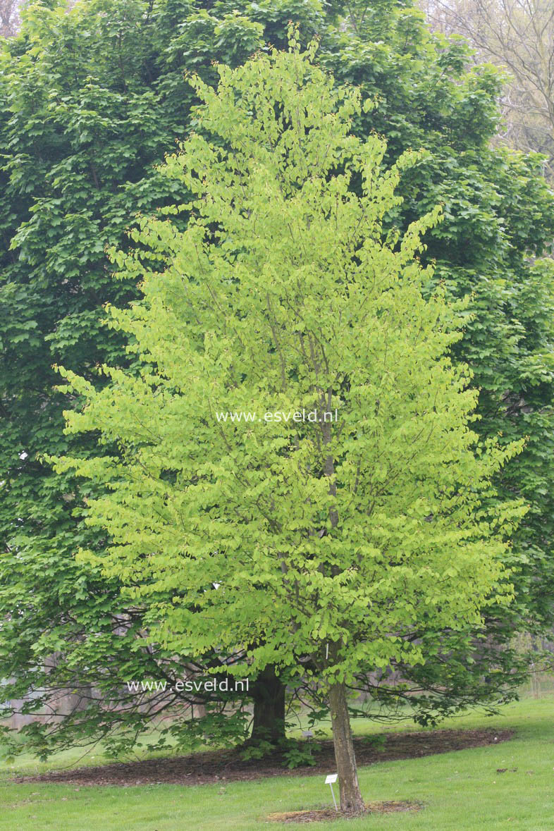 Cercidiphyllum japonicum 'Peach'