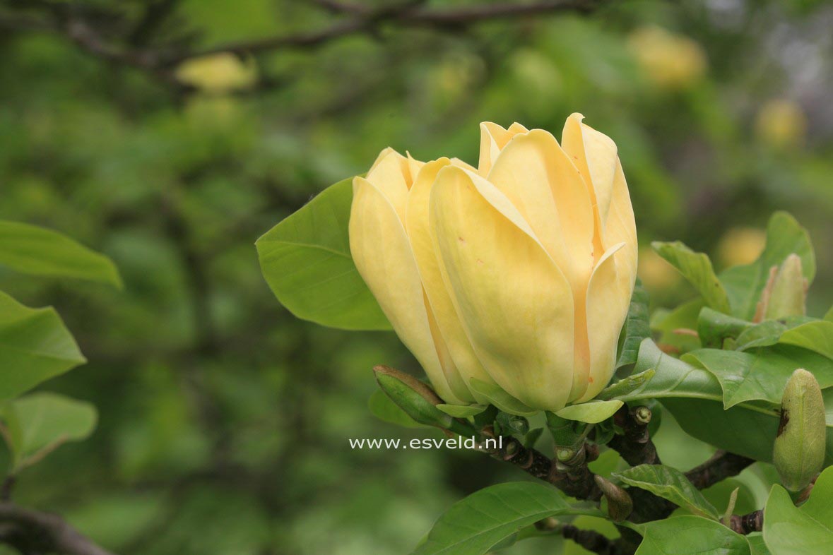 Magnolia brooklynensis 'Yellow Bird'