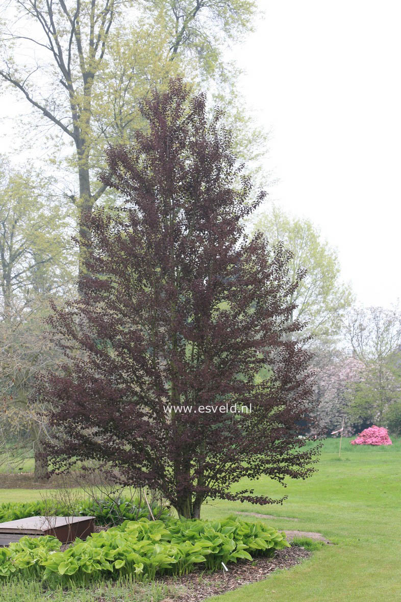 Cercidiphyllum japonicum 'Rotfuchs'