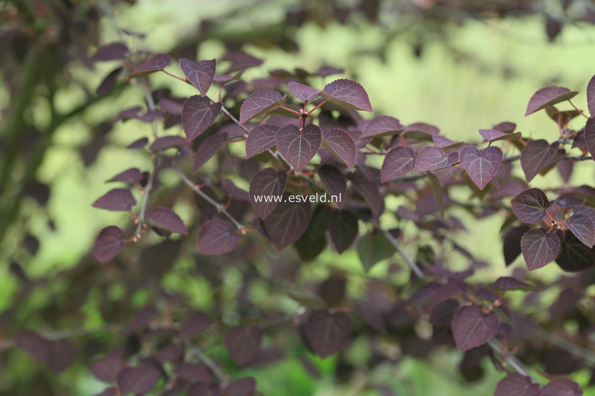 Cercidiphyllum japonicum 'Rotfuchs'