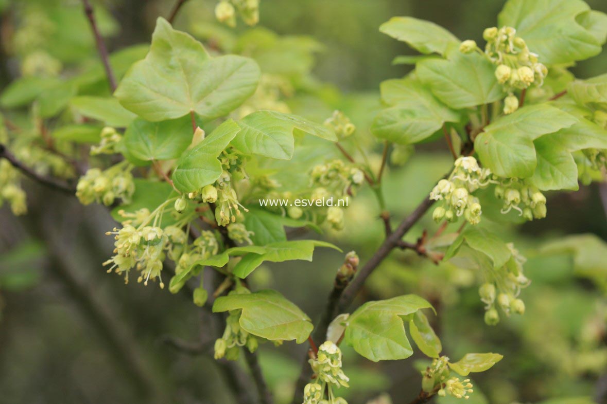 Acer coriaceum