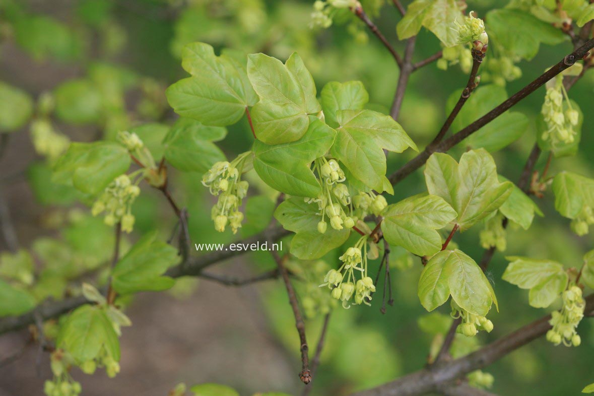 Acer coriaceum