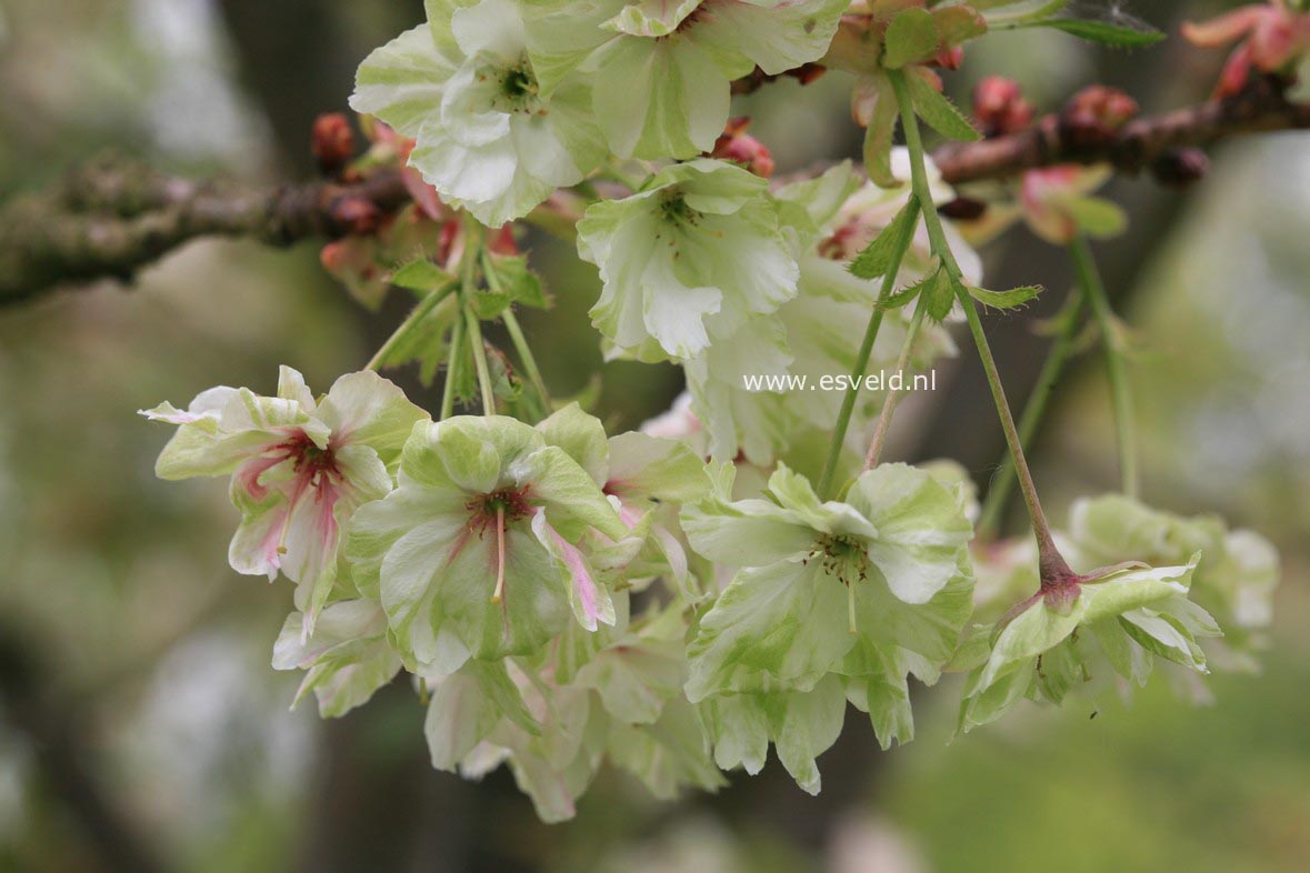 Prunus serrulata 'Ukon'