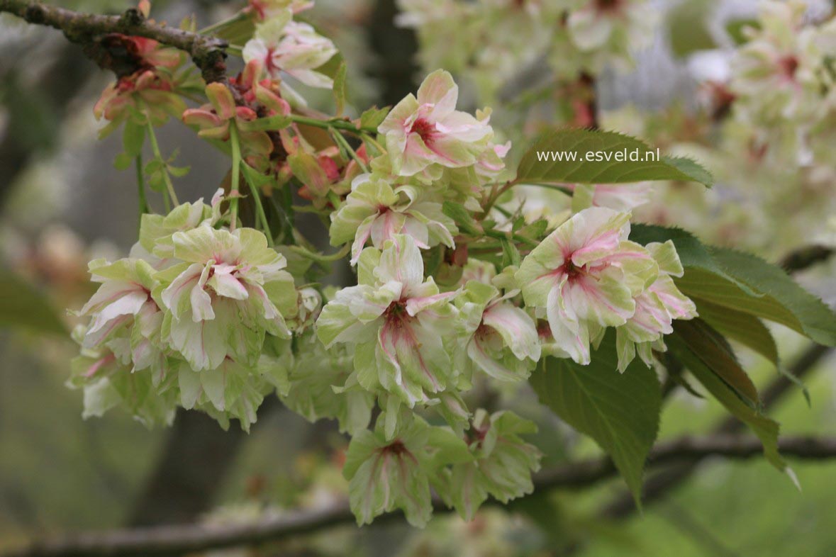 Prunus serrulata 'Ukon'