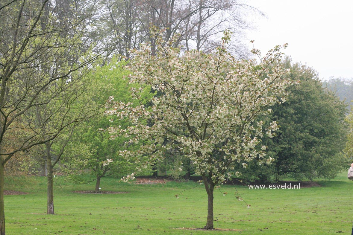 Prunus serrulata 'Ukon'