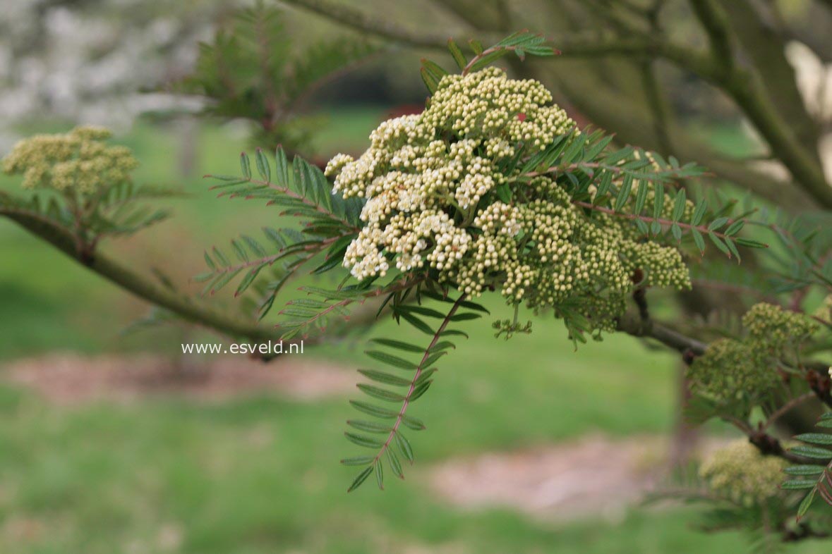 Sorbus scalaris