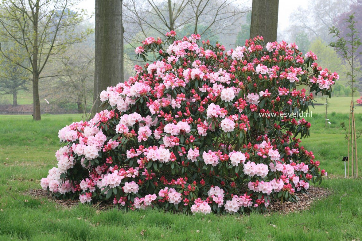 Rhododendron 'Seven Stars'