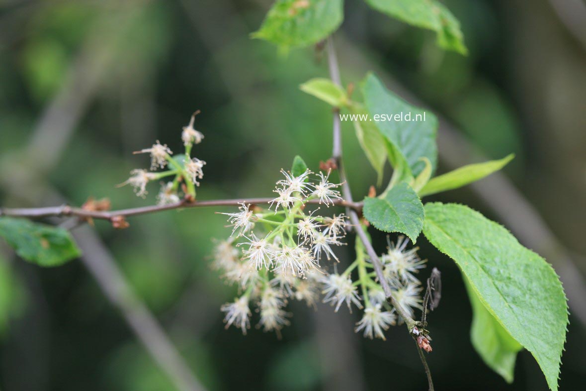 Prunus maackii