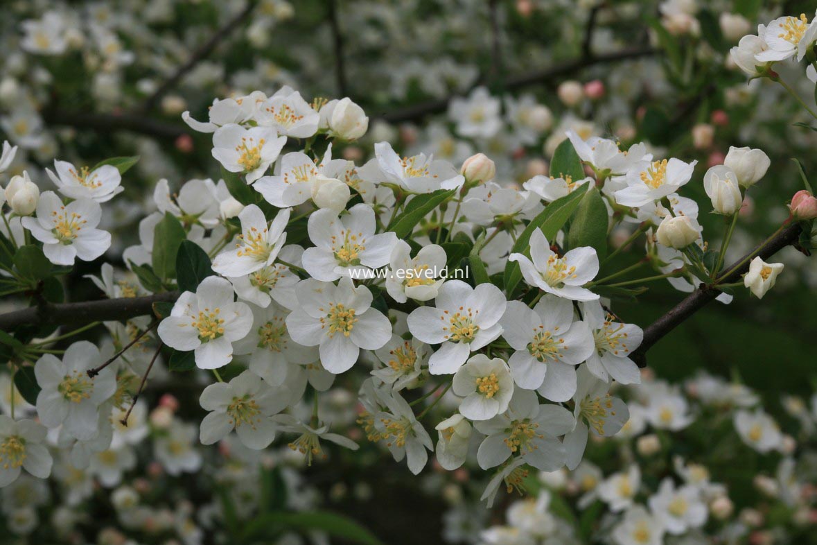Malus toringo sargentii