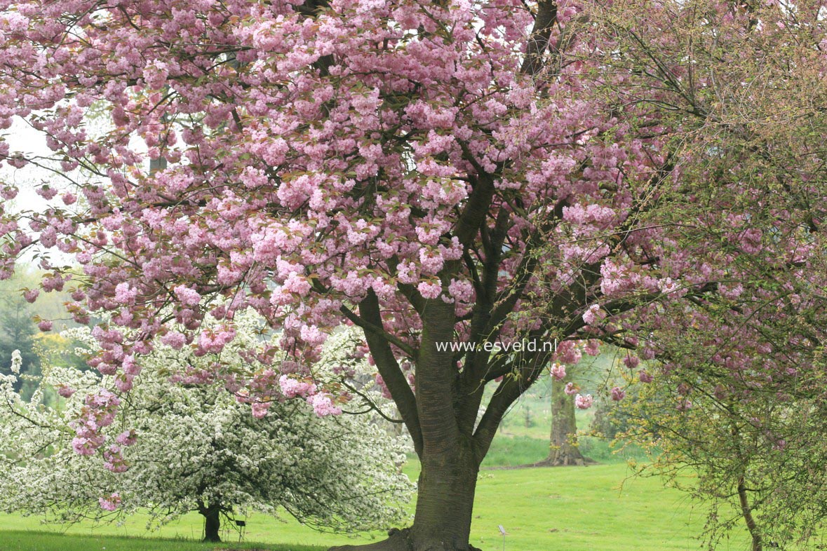 Prunus serrulata 'Kanzan'