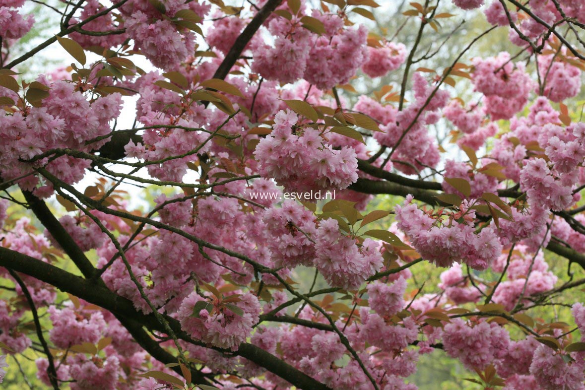 Prunus serrulata 'Kanzan'