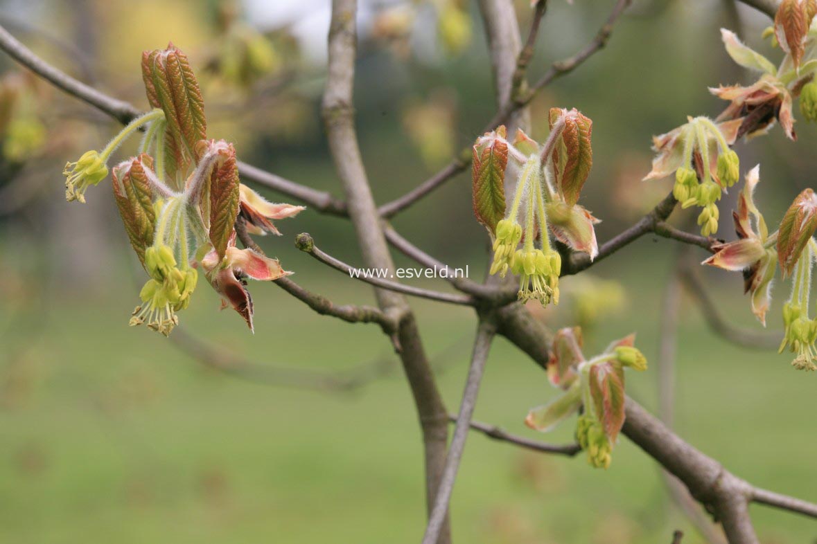 Acer maximowiczianum